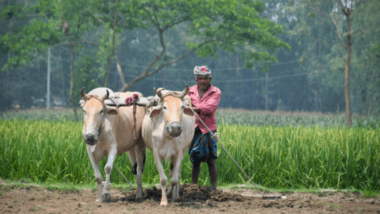 Quantitative Survey in Village Panchayats of Gujarat and Madhya Pradesh