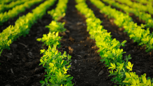 Rice Price Volatility Across Interstate Markets